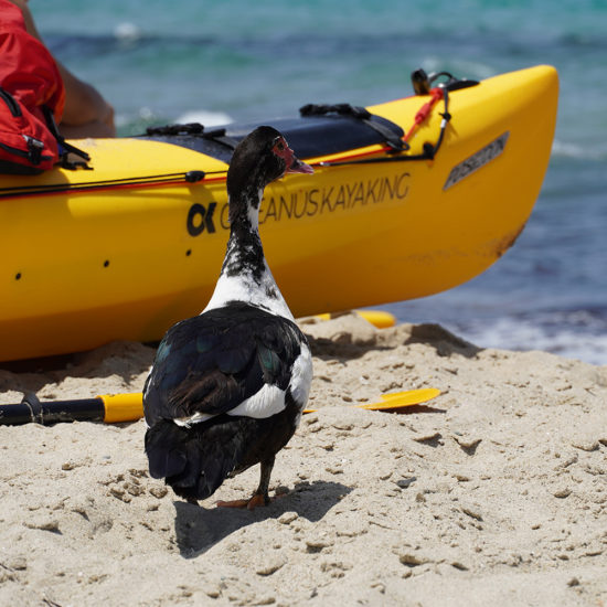 Sea Kayak Naxos - Sea Kayak Tours